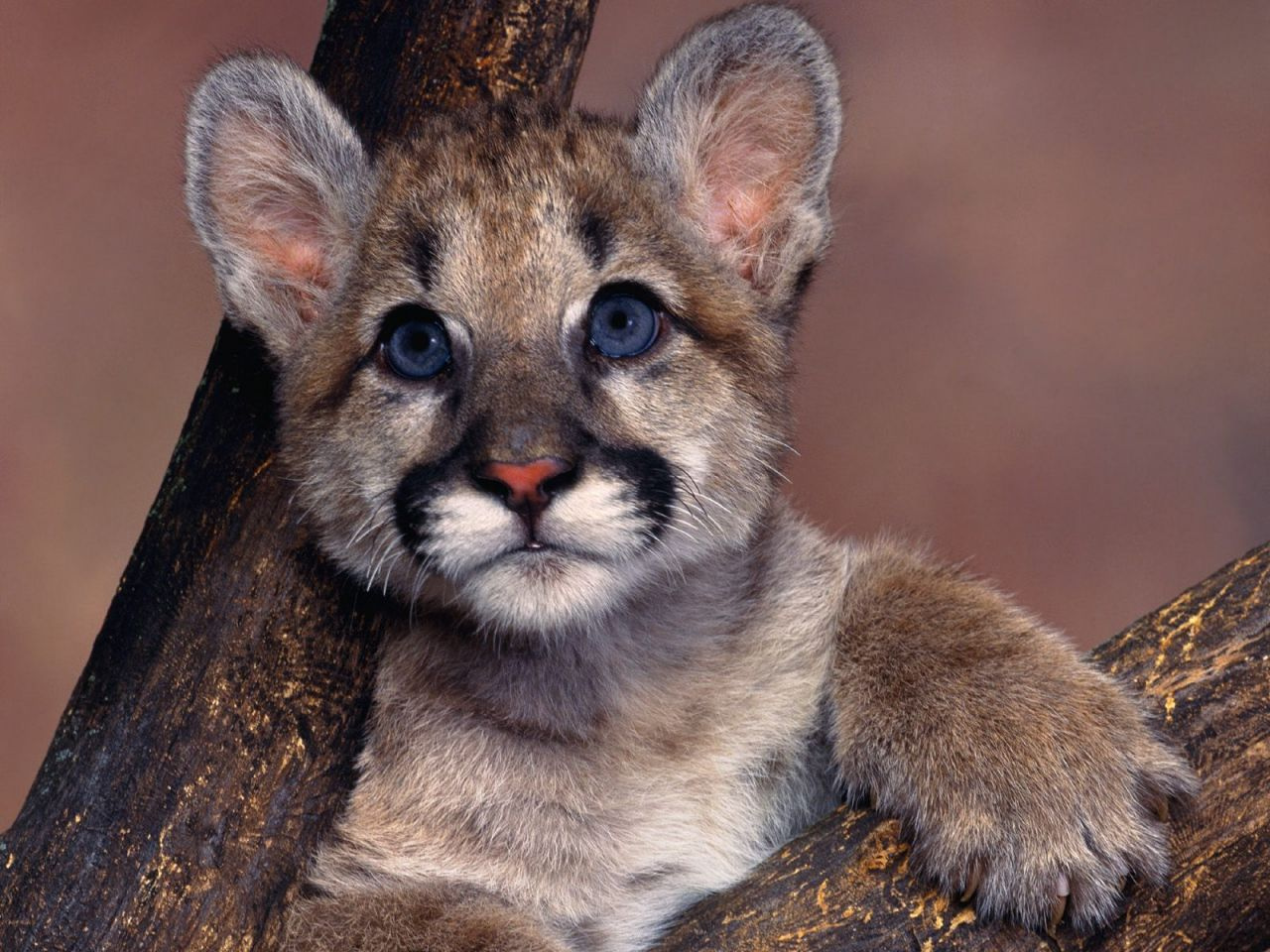 Baby Blue Eyes%2C Cougar