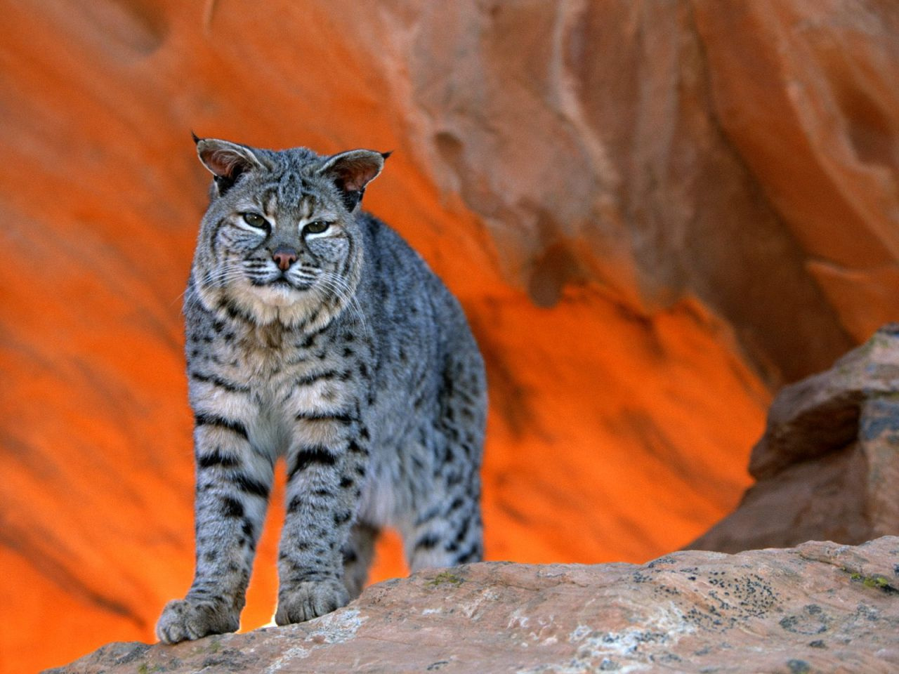 Bobcat%2C Utah