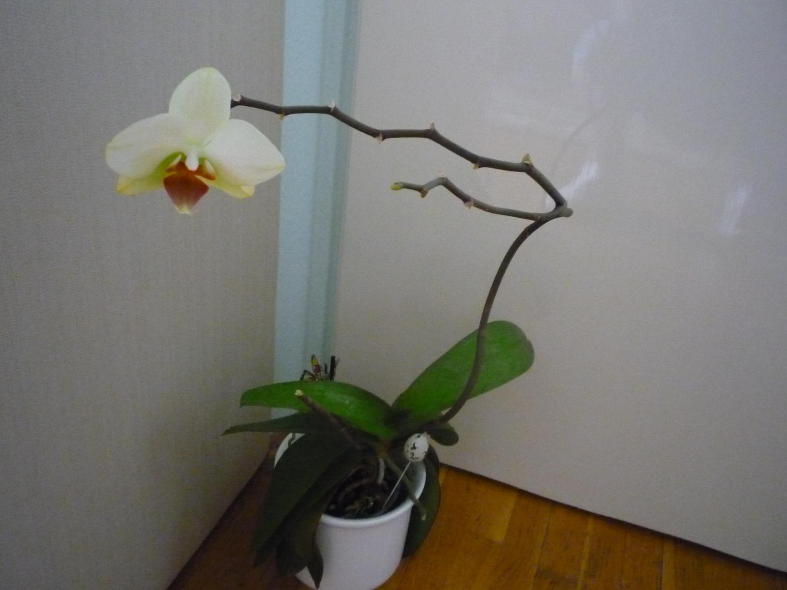 2011. ÁPRILIS  29. ORCHIDEÁK 049