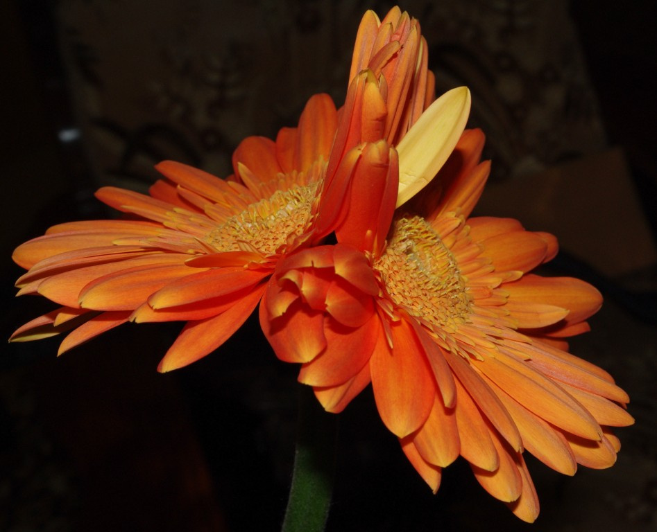 dupla gerbera 3 [Asztali Felbontás]