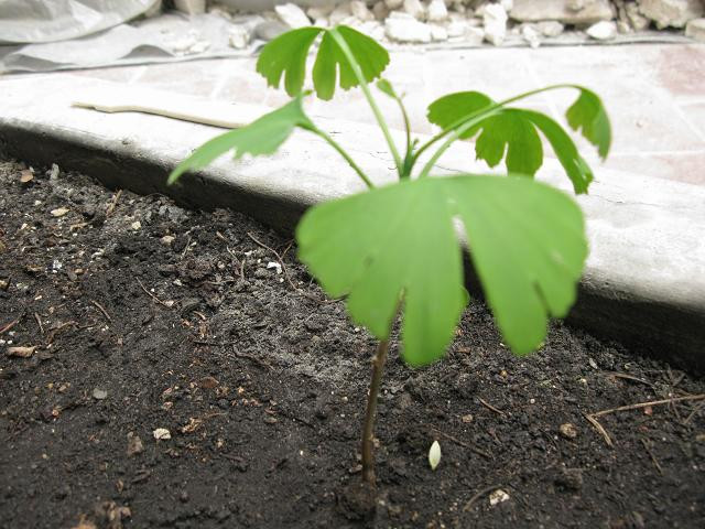 Gingko 20110501