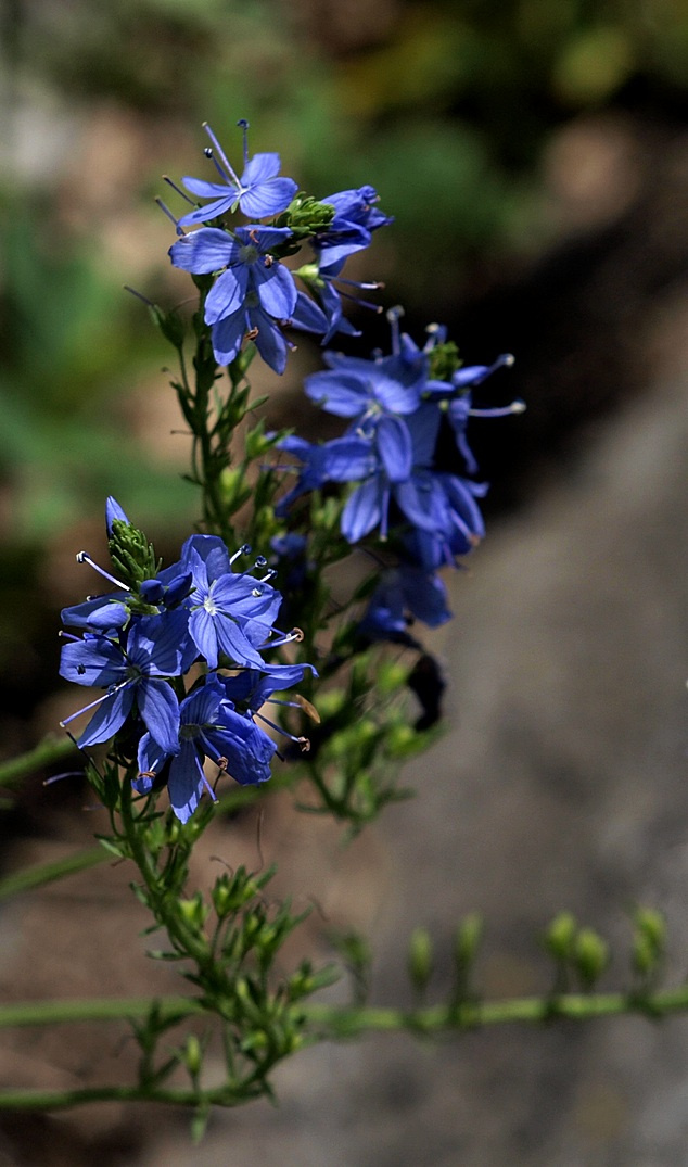 erdei kék virág