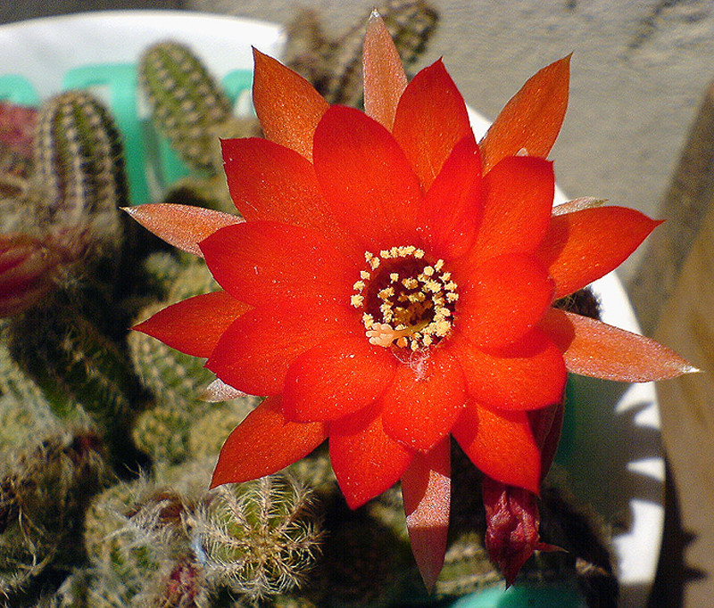 a kaktusz virága