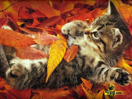 cica ősszel
