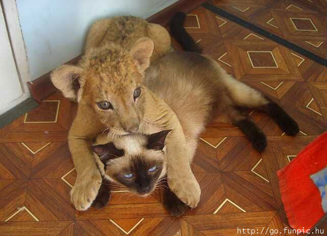 oroszlán és macska