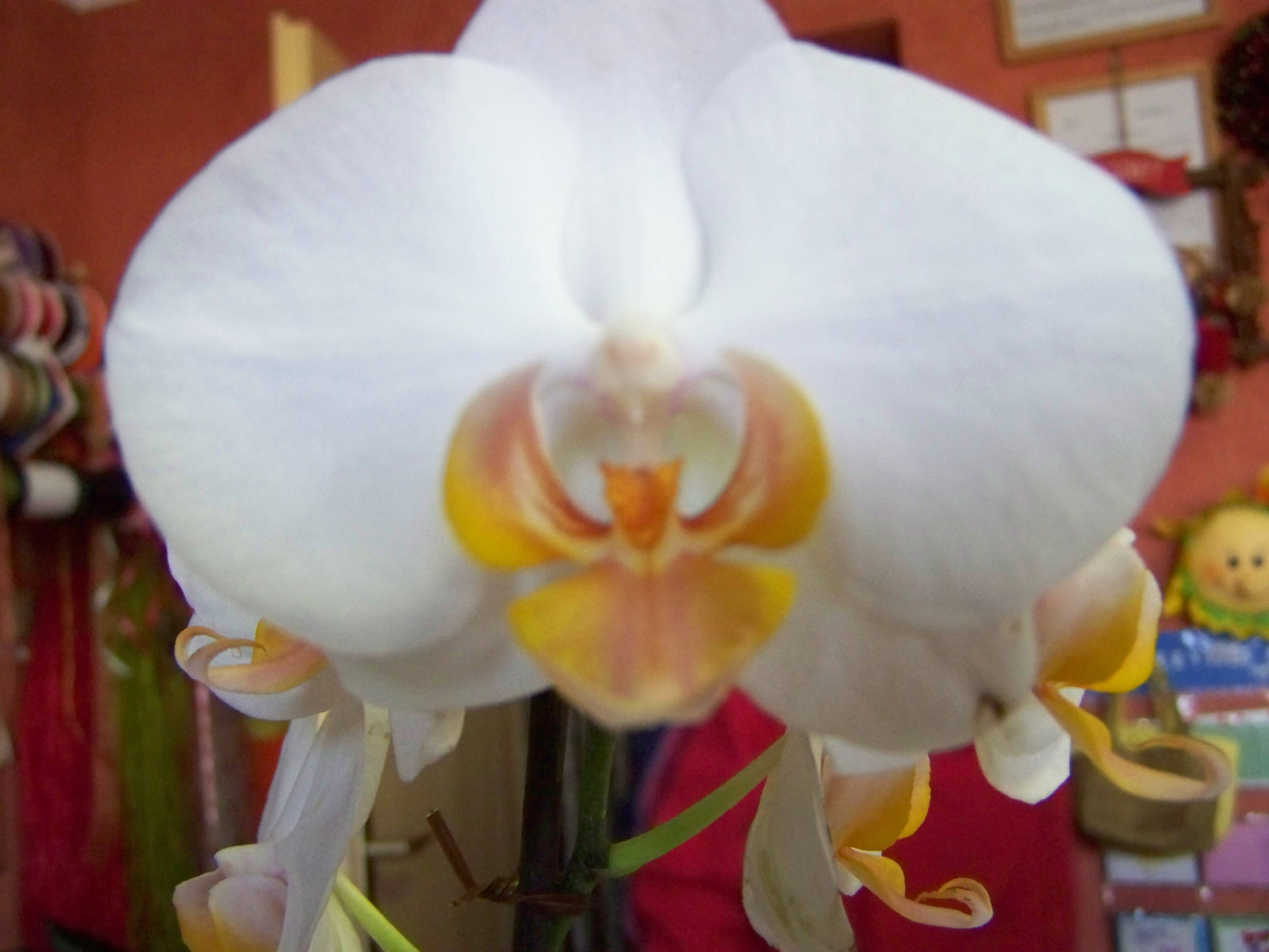 orchidea 0371