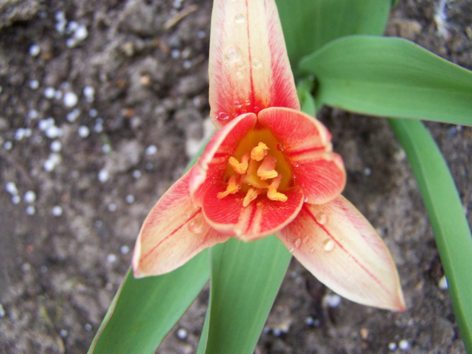 törpe tulipán 1694