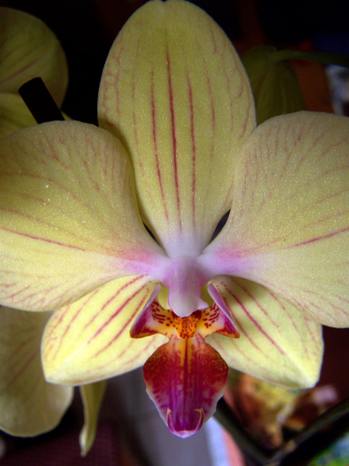 Orchidea 4811
