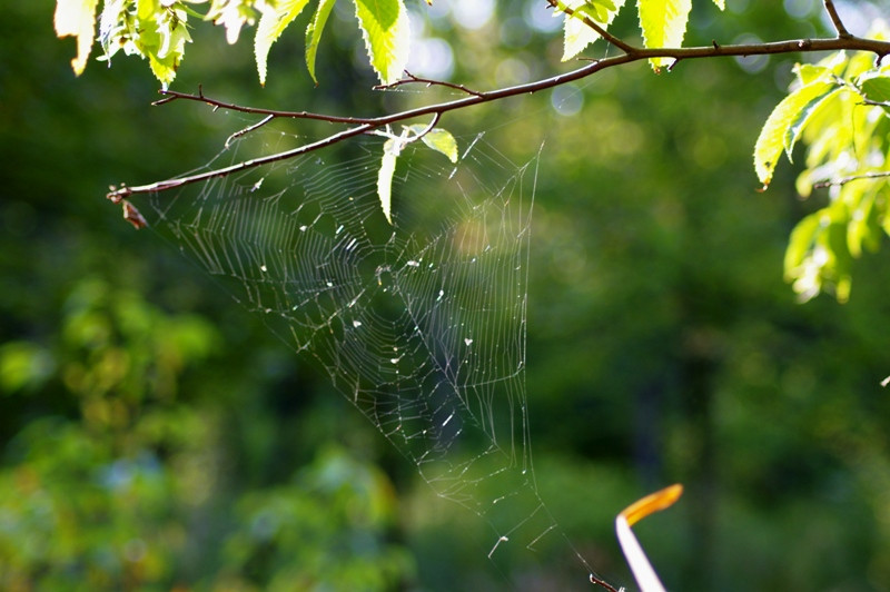 Pókháló/Spiderweb