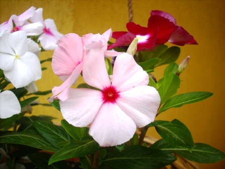 Vinca rosea