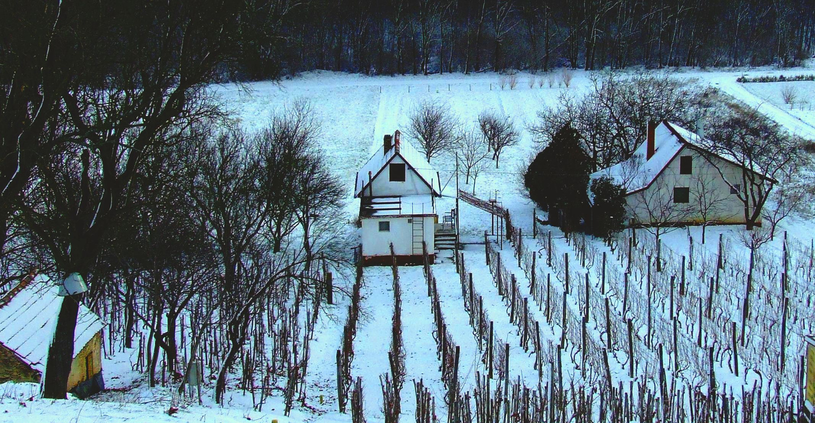 Szőlőhegy