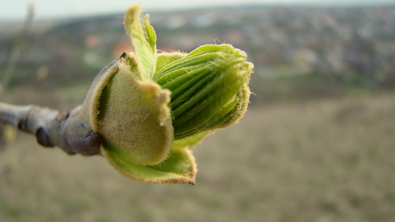 fotók 2009.04.09. 010