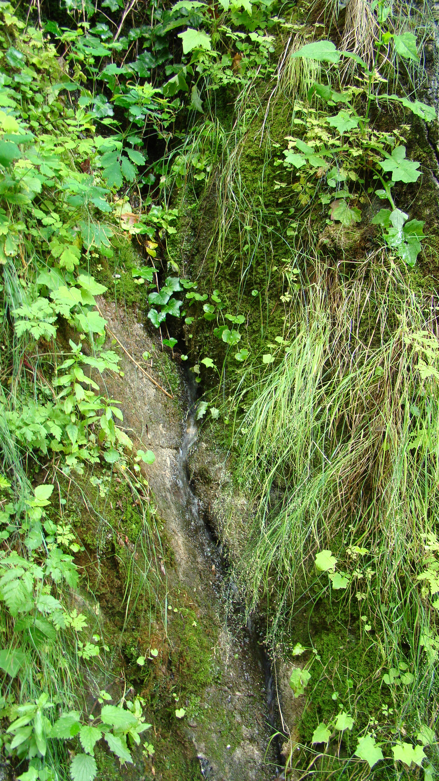 Torockó- Rimetea  2009.07.10-13. 138