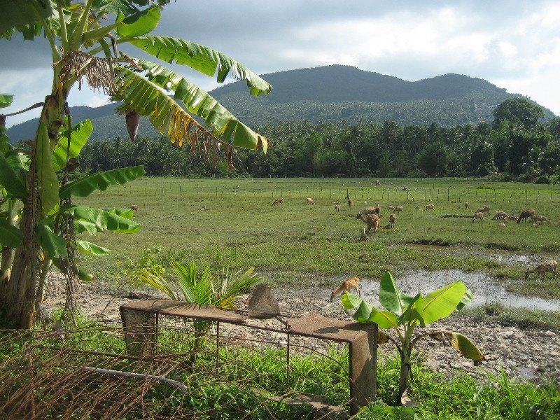 Koh-Samui