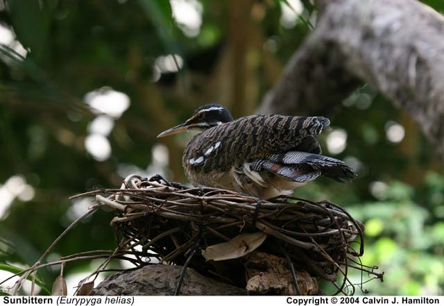 Sunbittern