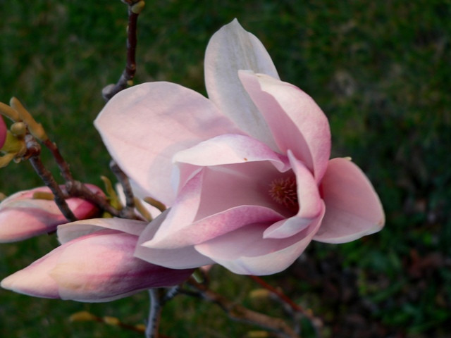 Magnolia 1