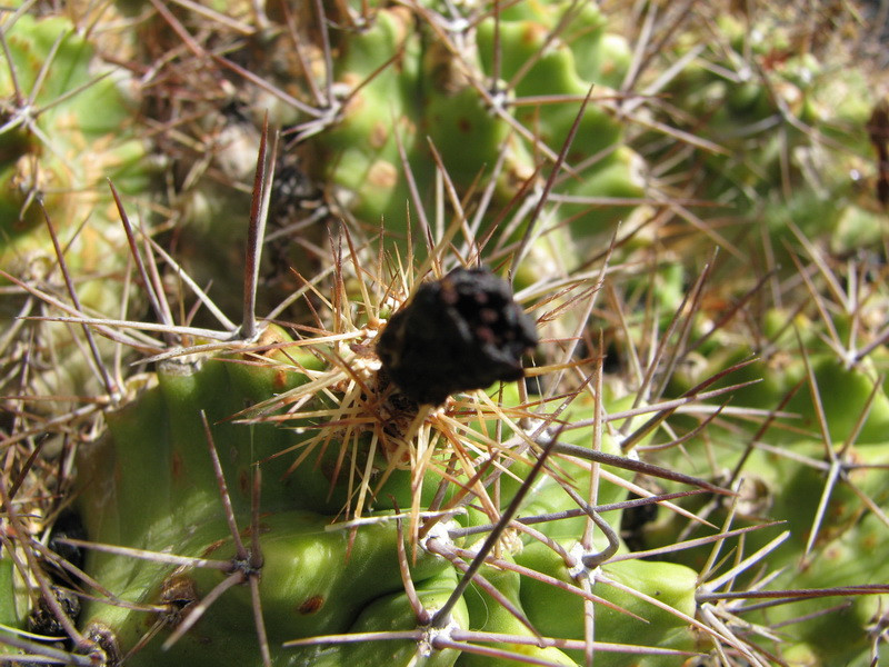 Jardín de Cactus[115] resize