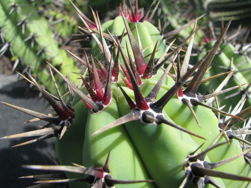 Jardín de Cactus[185] resize