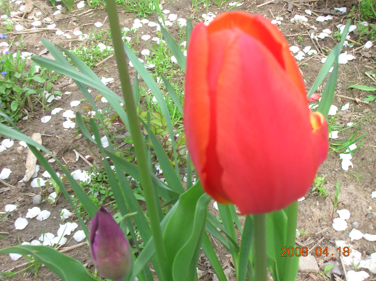 2008.05 virágok
