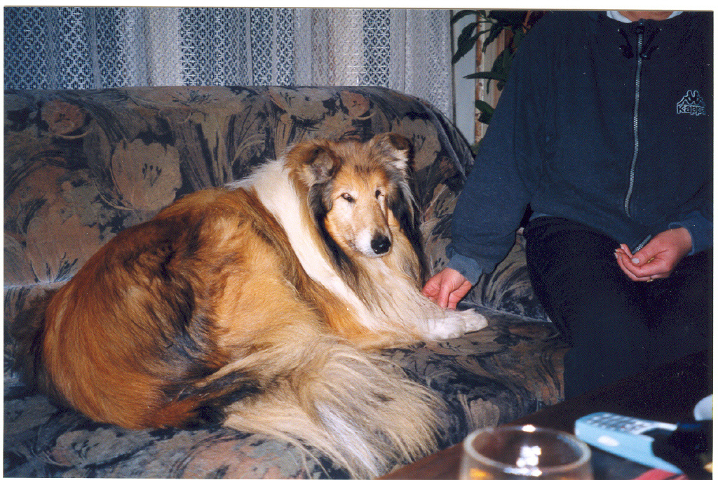 Rolfy kutyám 13 évesen