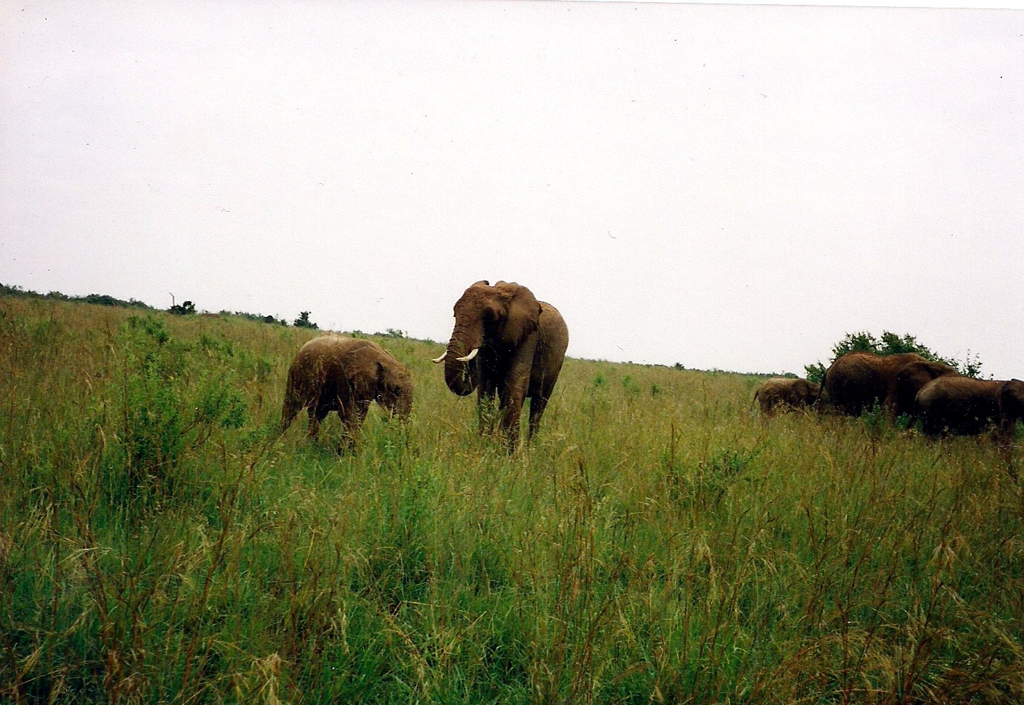 xszafari08 (elefántok)