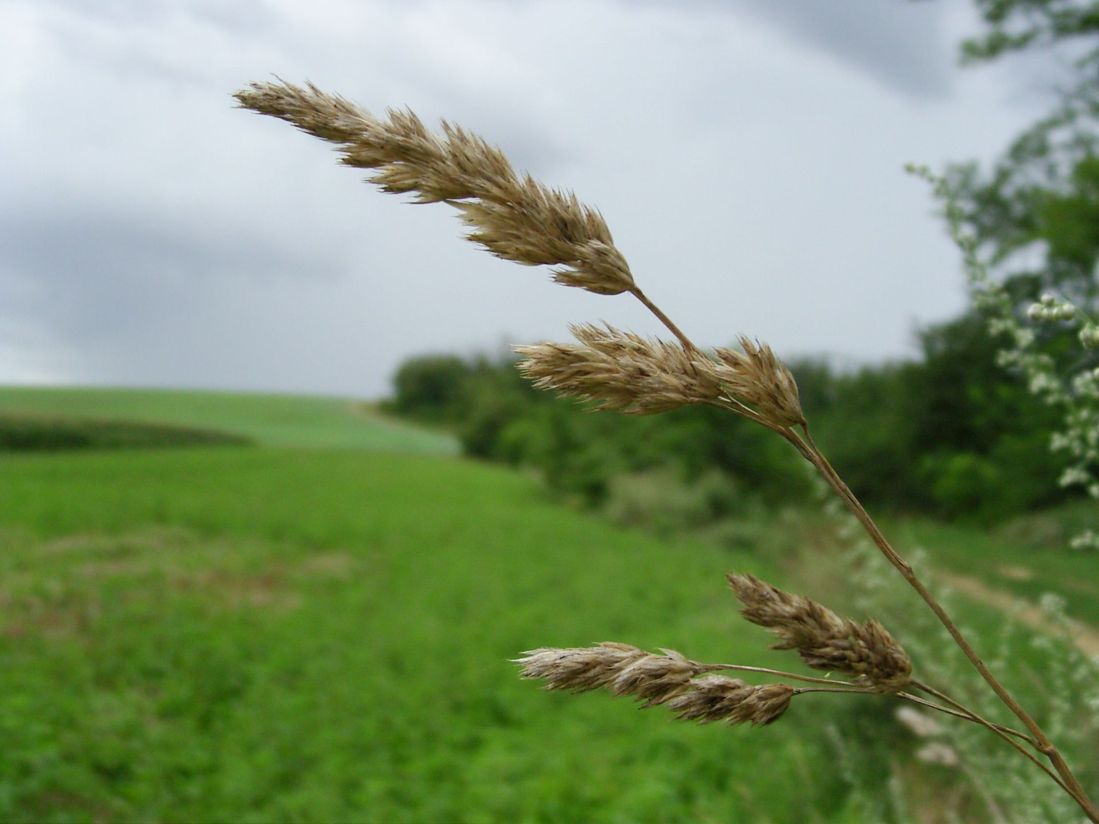 Csomós ebír (Dactylis glomerata)