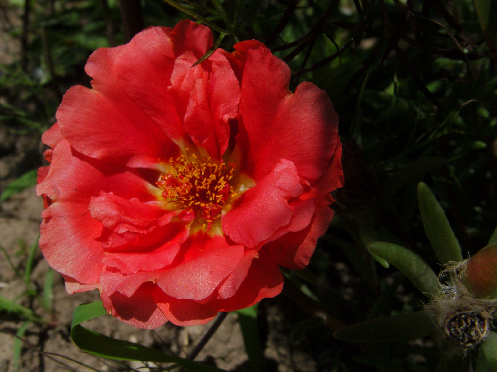 Porcsinrózsa (Portulaca grandiflora) II