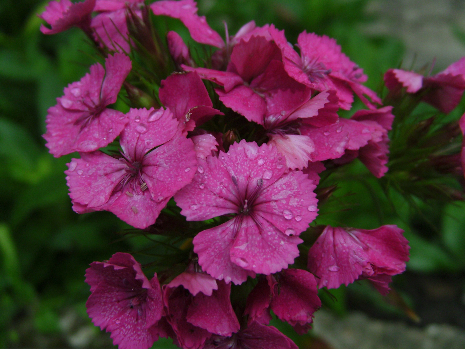 Törökszegfű (Dianthus barbatus) I