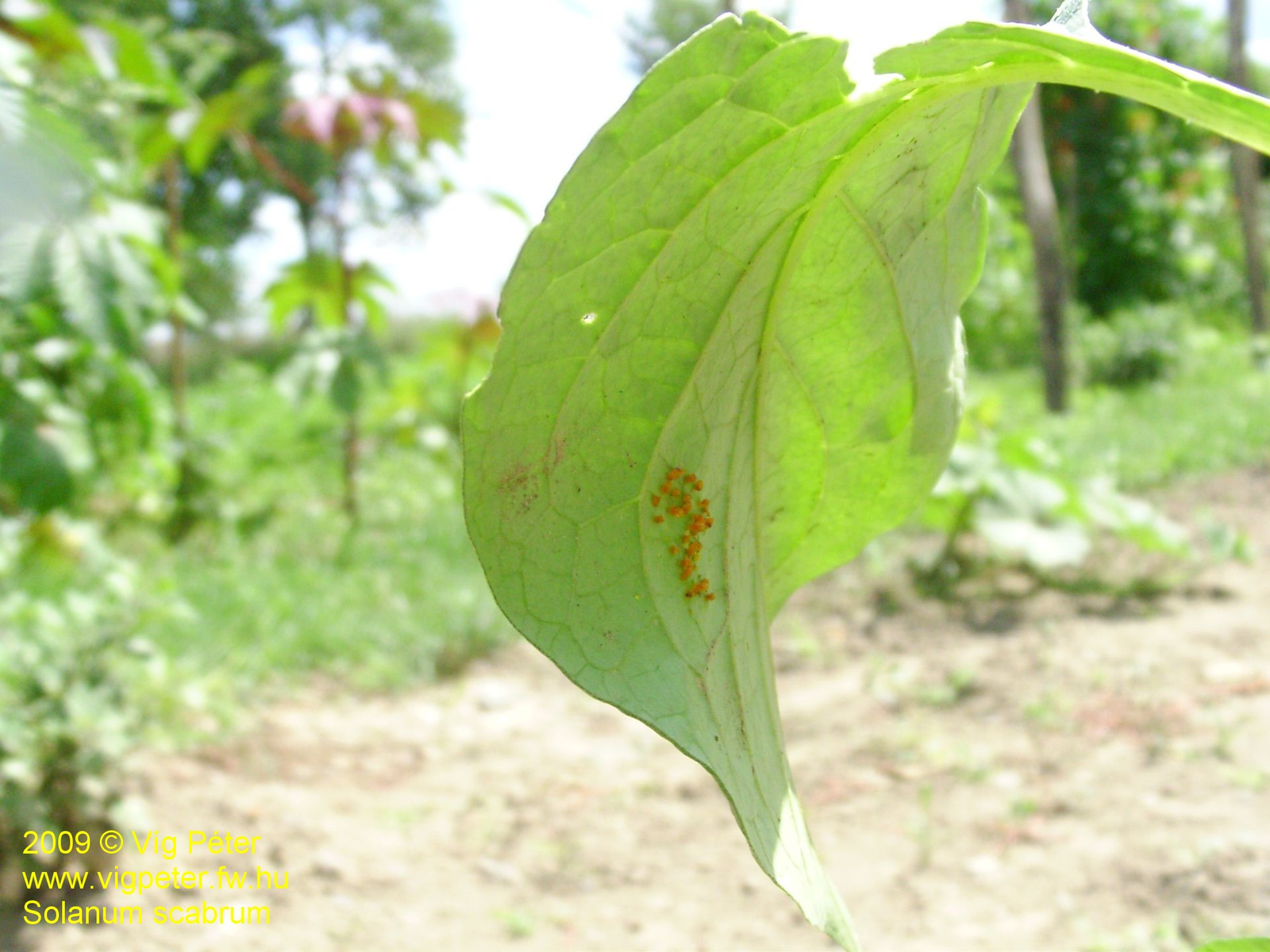 solanumscabrum v