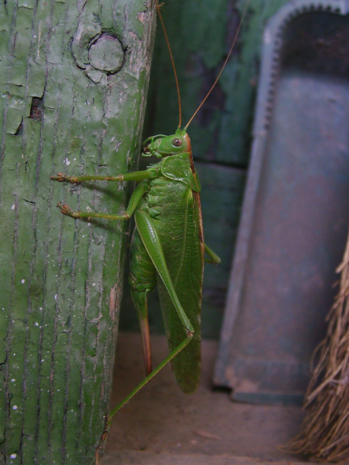 Zöld lombszöcske (Tettigonia viridissima) I