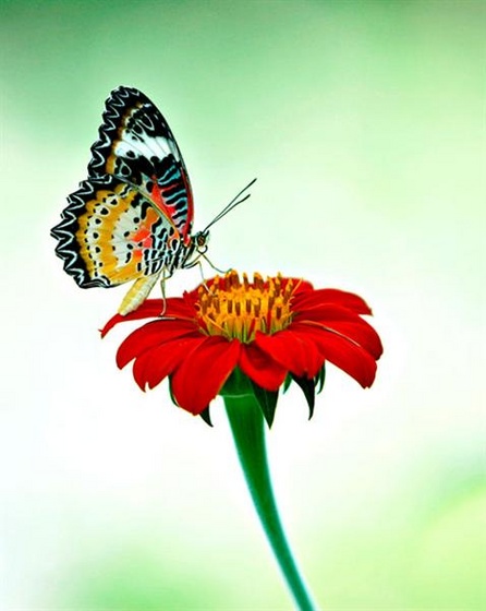 butterfly 28 (Medium)