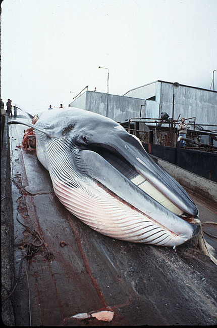 minke-whale-is-dragged-up-ramp