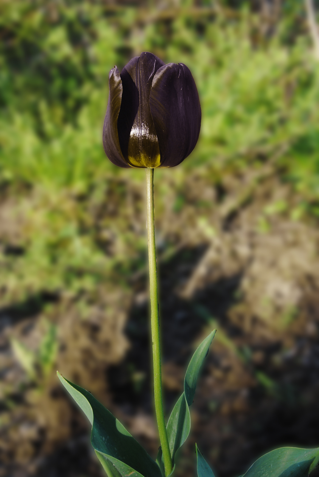 A Fekete tulipán