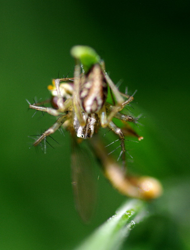 Zengőlégy, mint pókebéd