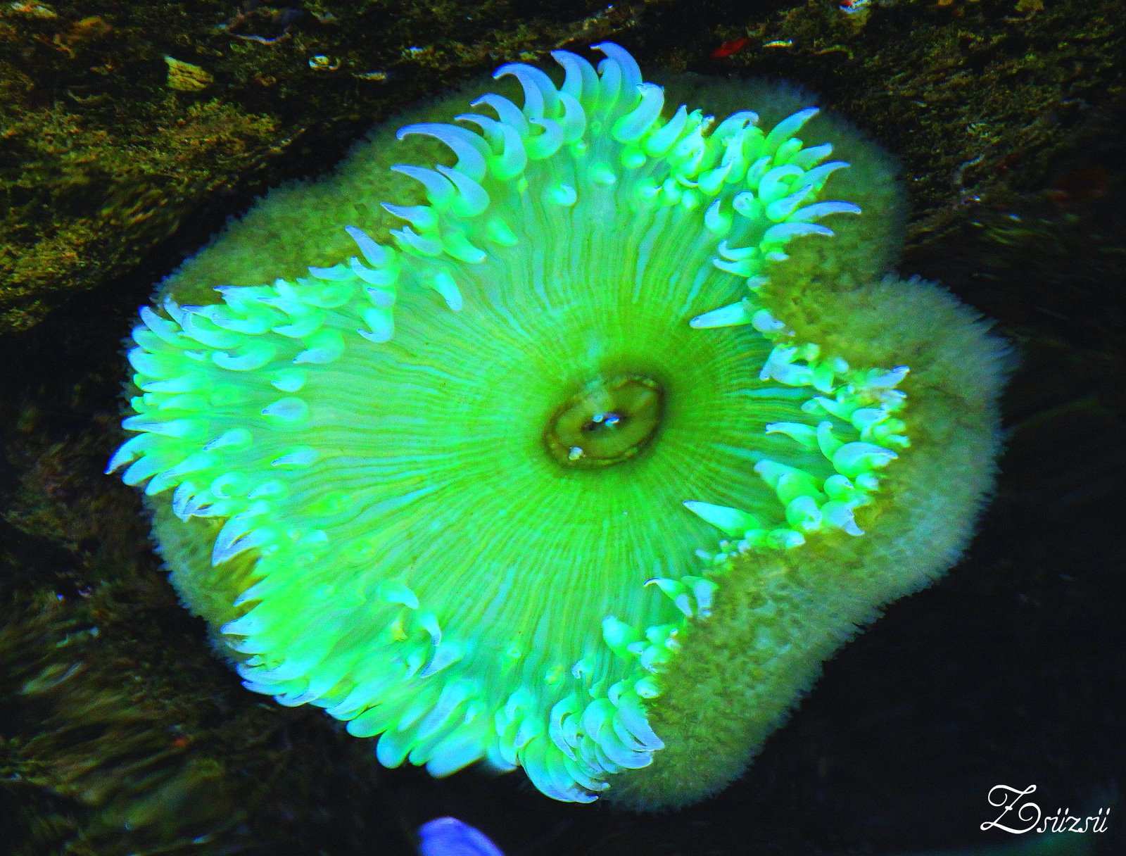 Zöld korall