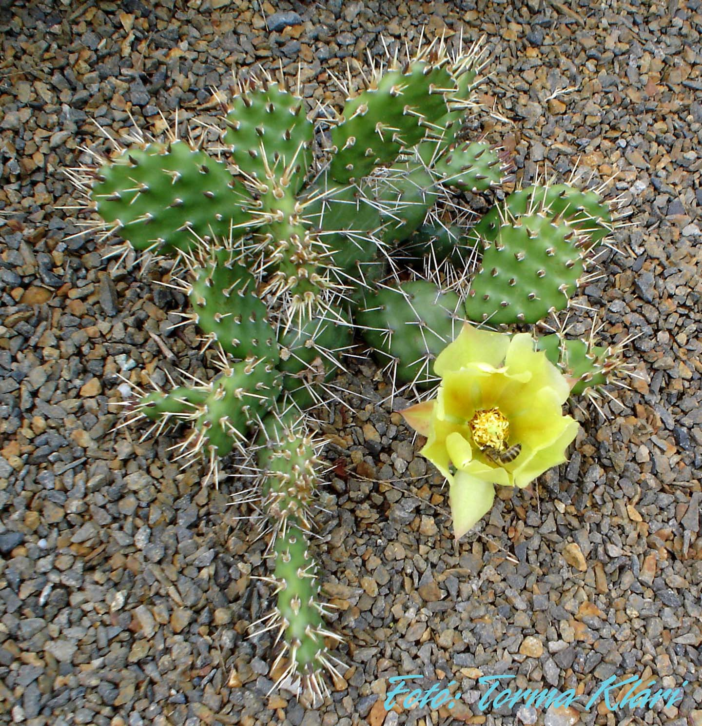 Opuntia phaeacantha cv. longispina