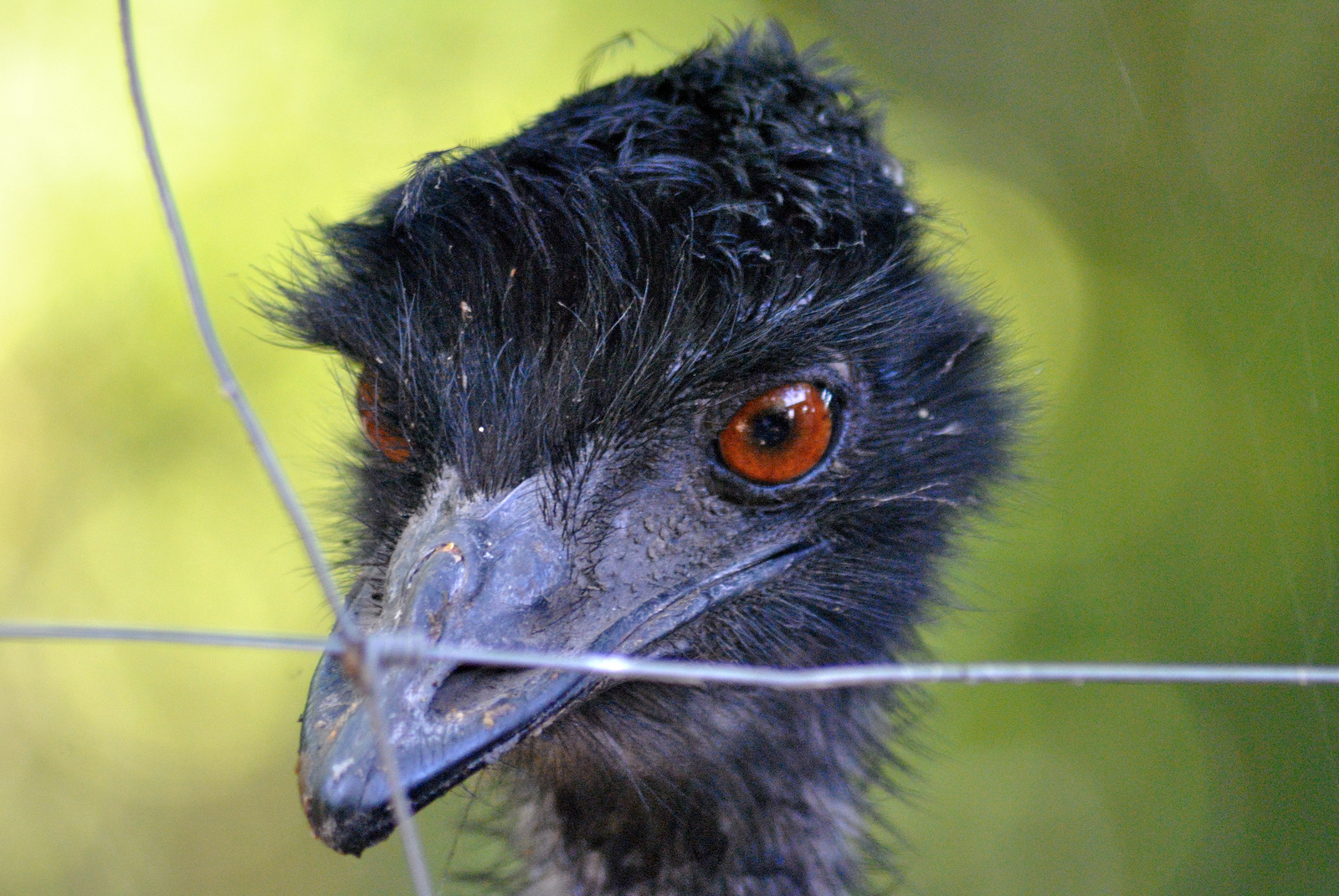 Emu pillantás
