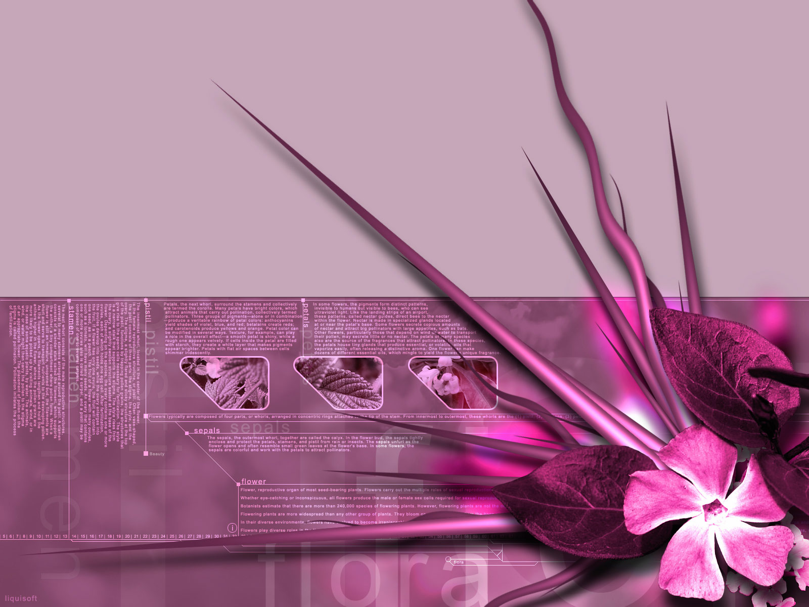 Flora,%20Pink%203D%20Theme