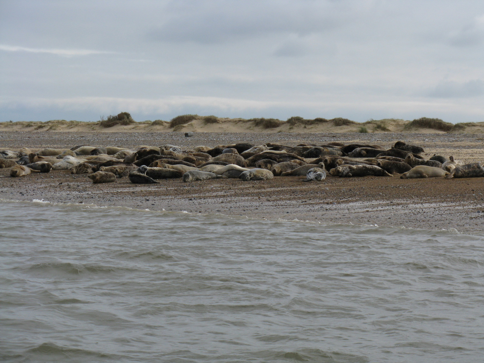 Seal Colony