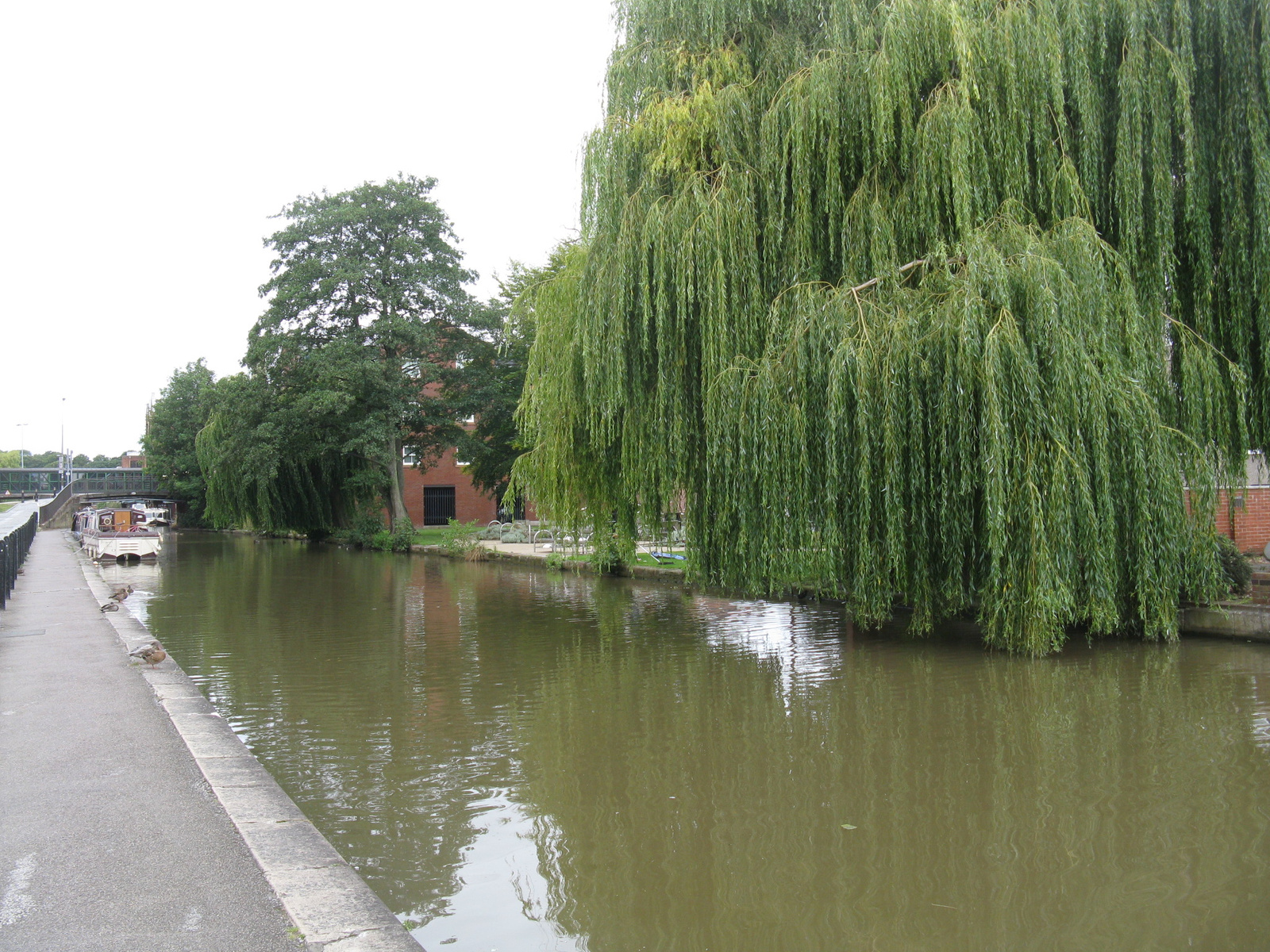 Willow over the channel