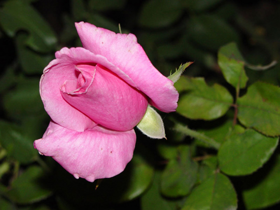 fragrant memory bud opening night