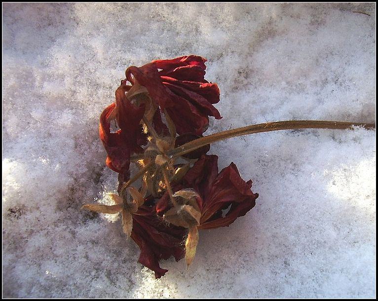 Halott virág