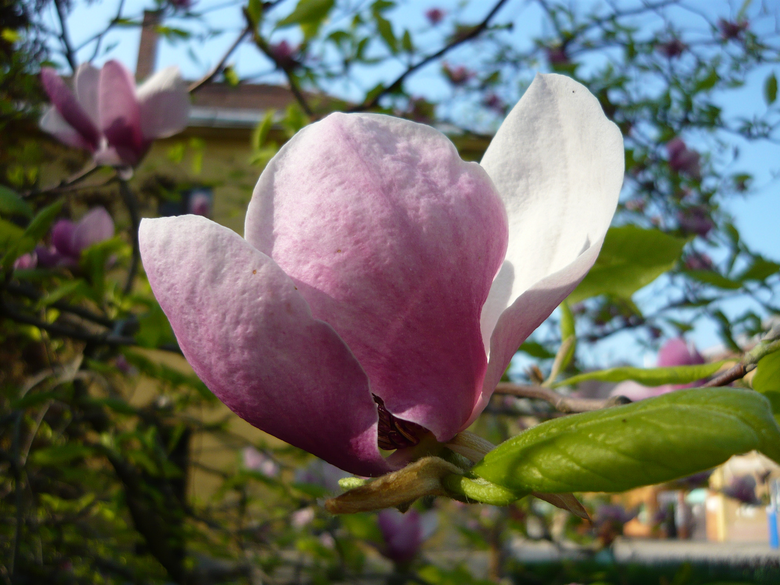 magnolia