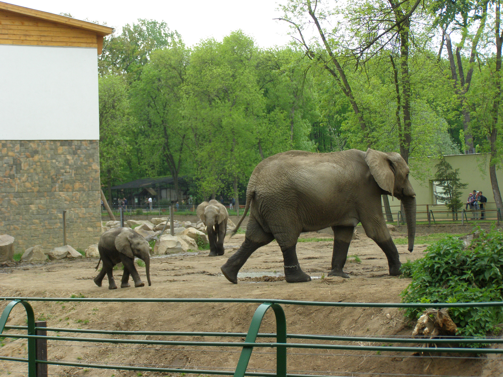 elefánt család