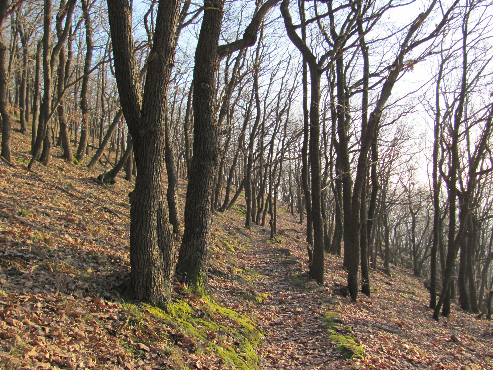 2011.01.16 Orfű jakabhegy Patacs 111