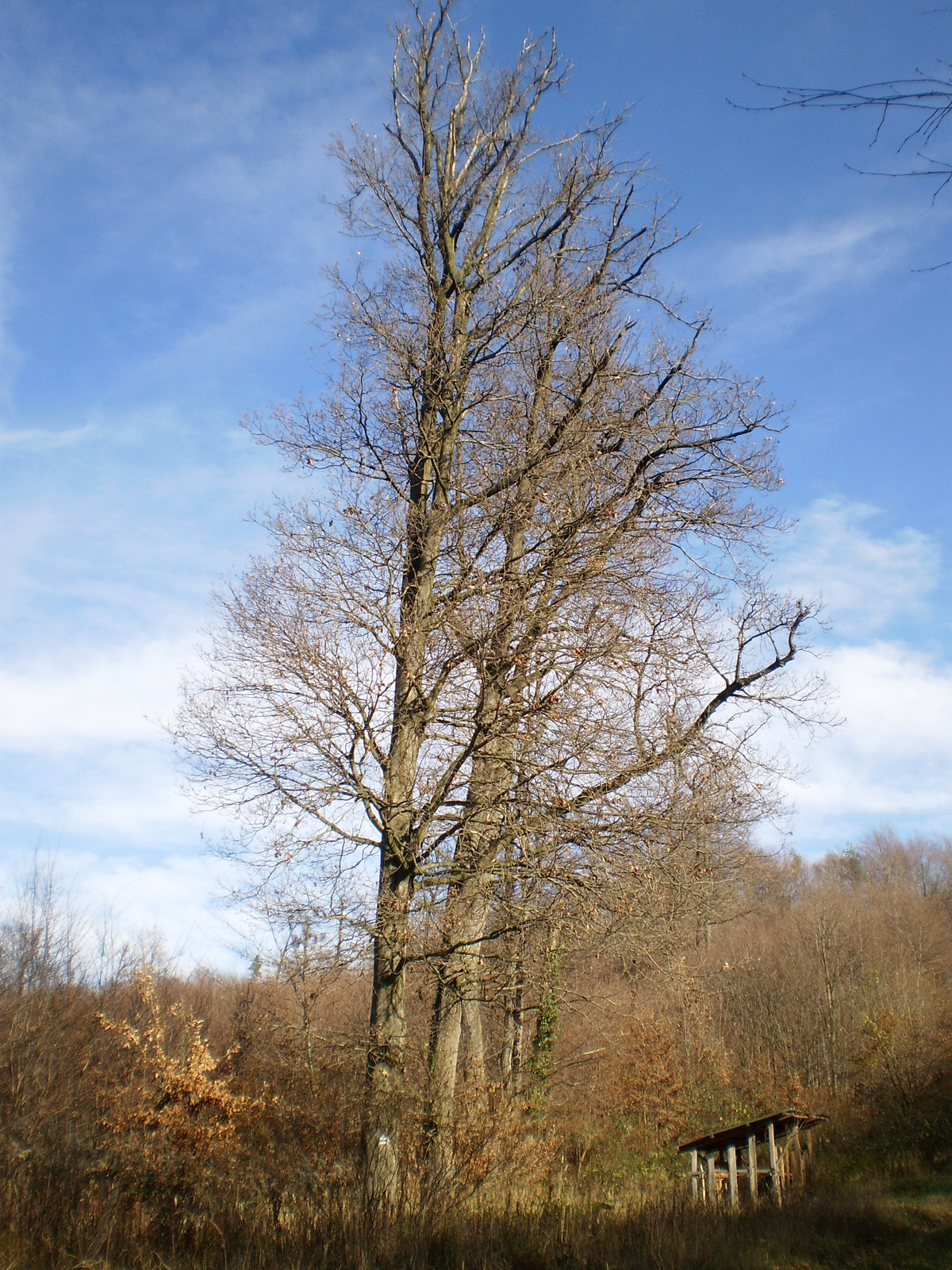 20101113 Orfűi sárkányok 089