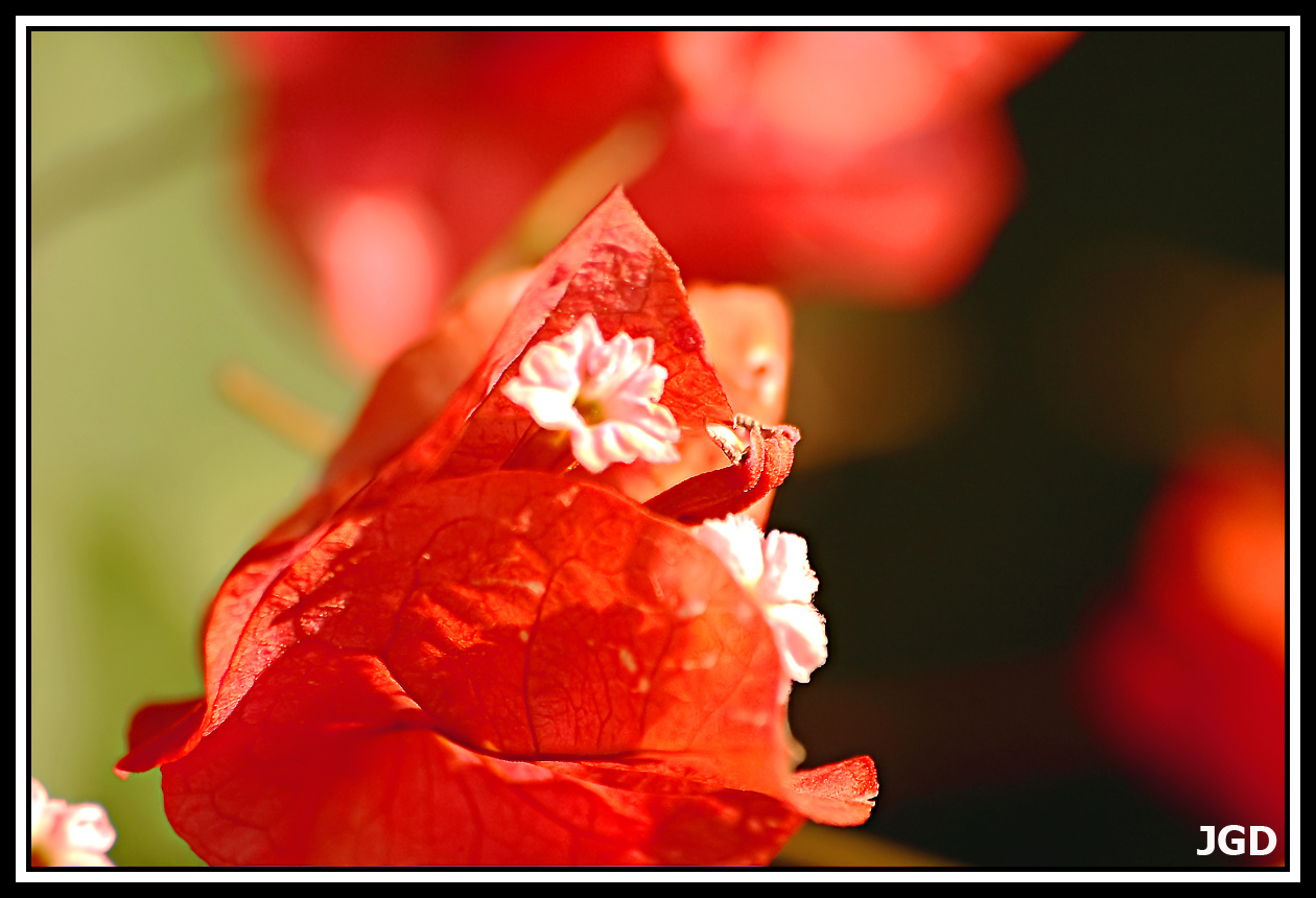 Bougainvillea