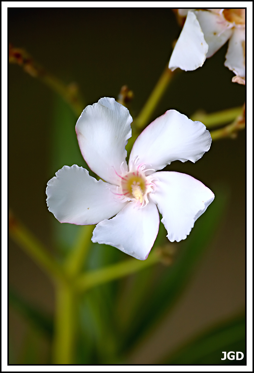 Fehér oleander 2