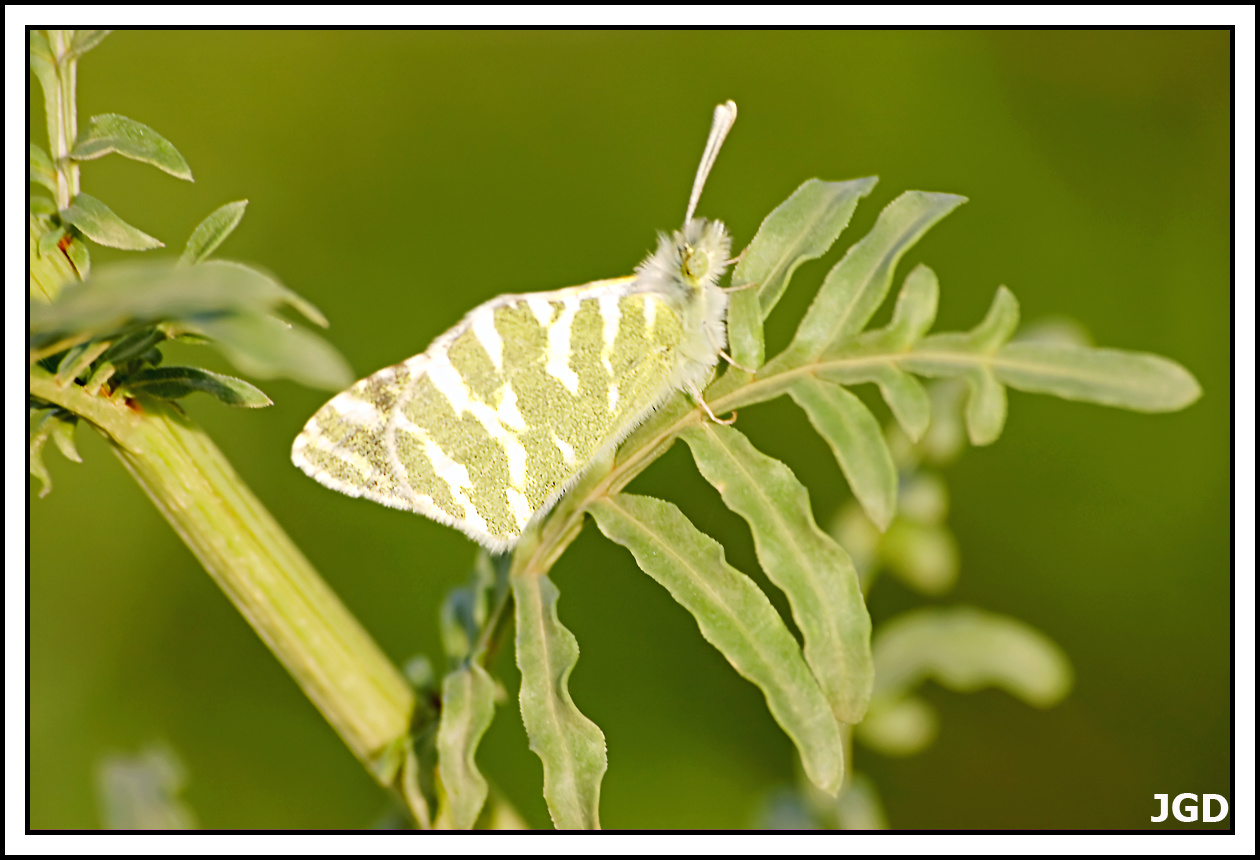 Euchloe belemia belemia Esper 1