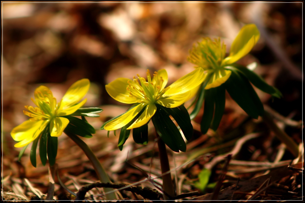 2011.03.14. tavasz (11)